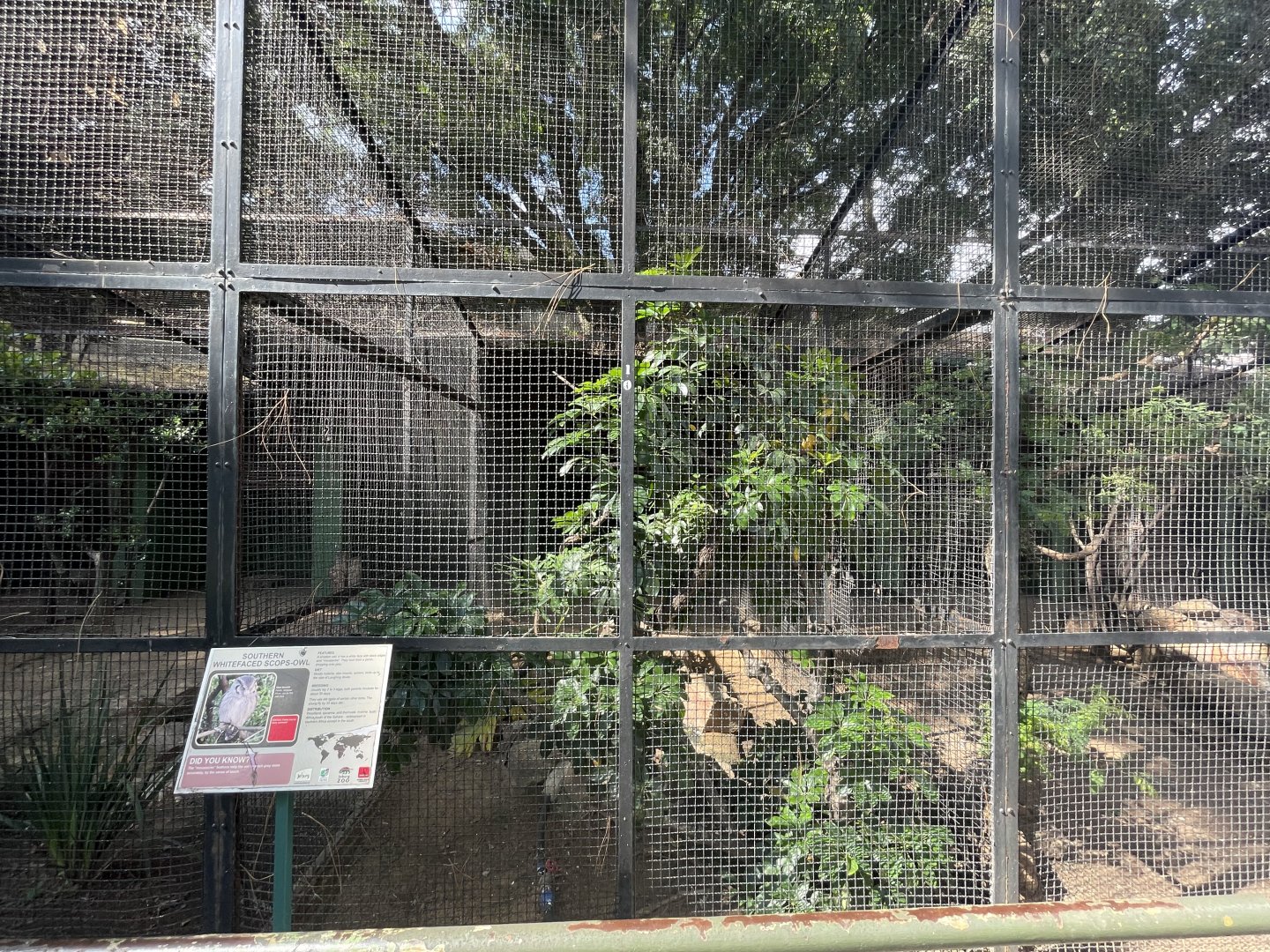 Southern Whitefaced  Scops-Owl Exhibit