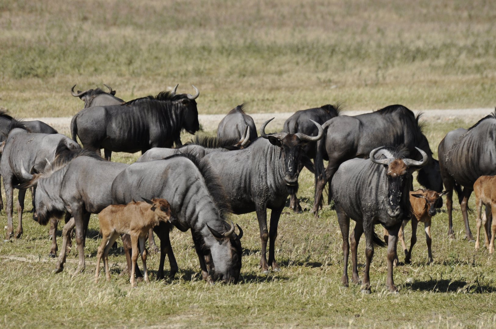 Southern wildebeest