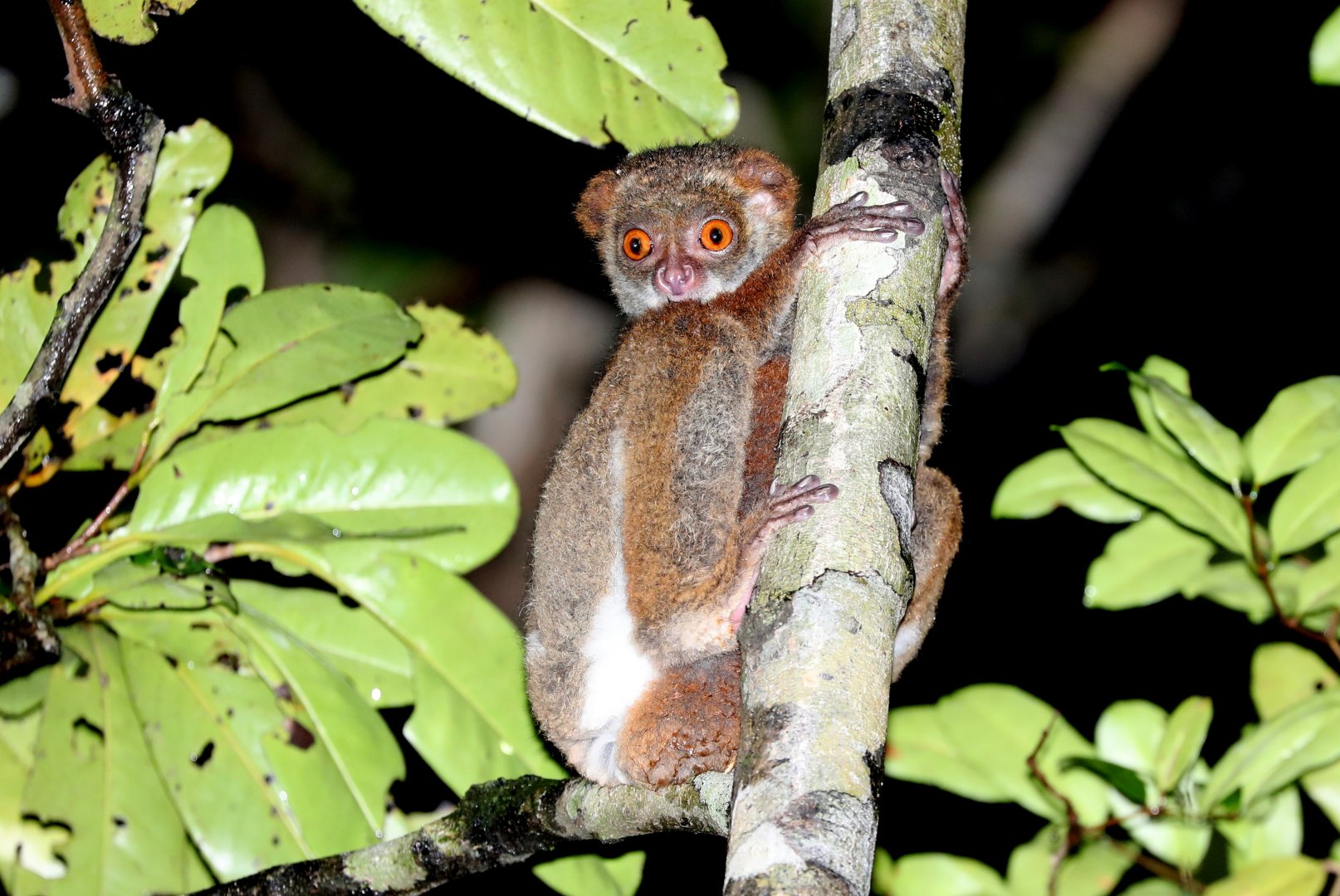 southern woolly lemur (Avahi meridionalis)