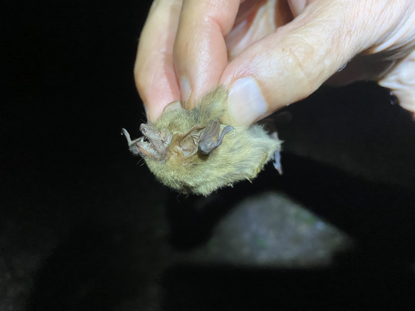 Southern Yellow Bat (Dasypterus ega)