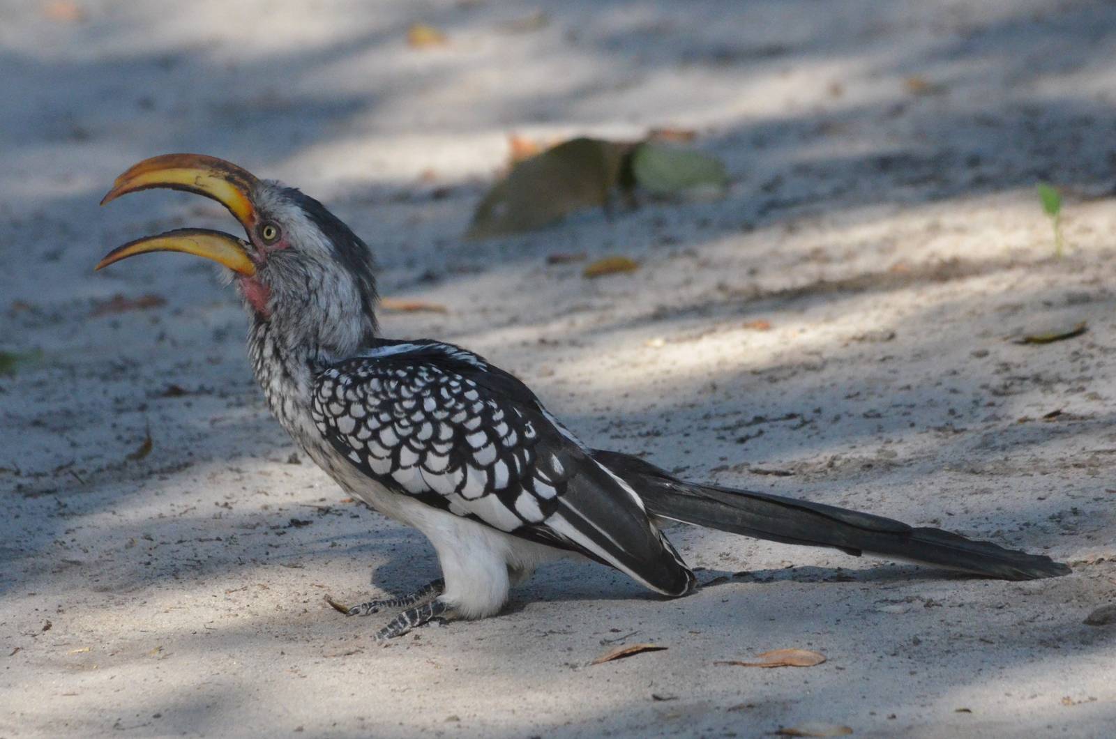 Southern Yellow-billed Hornbill, Moremi Game Reserve, Botswana, 30/04/16