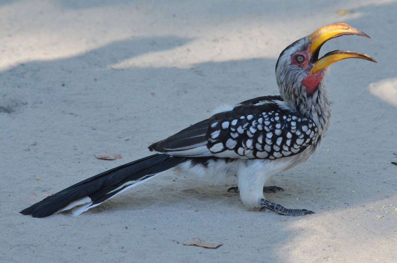 Southern Yellow-billed Hornbill, Moremi Game Reserve, Botswana, 30/04/16