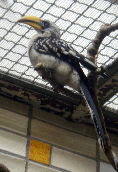 Southern Yellow-billed Hornbill (Tockus leucomelas)