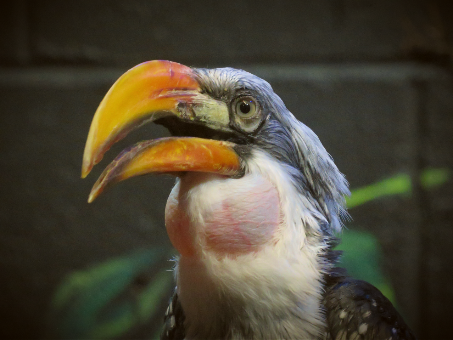 Southern Yellow-billed hornbill