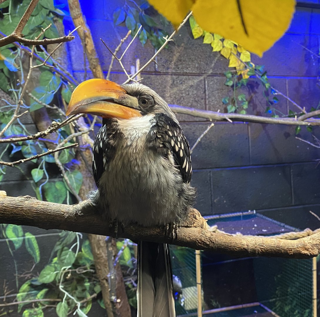 Southern Yellow-Billed Hornbill
