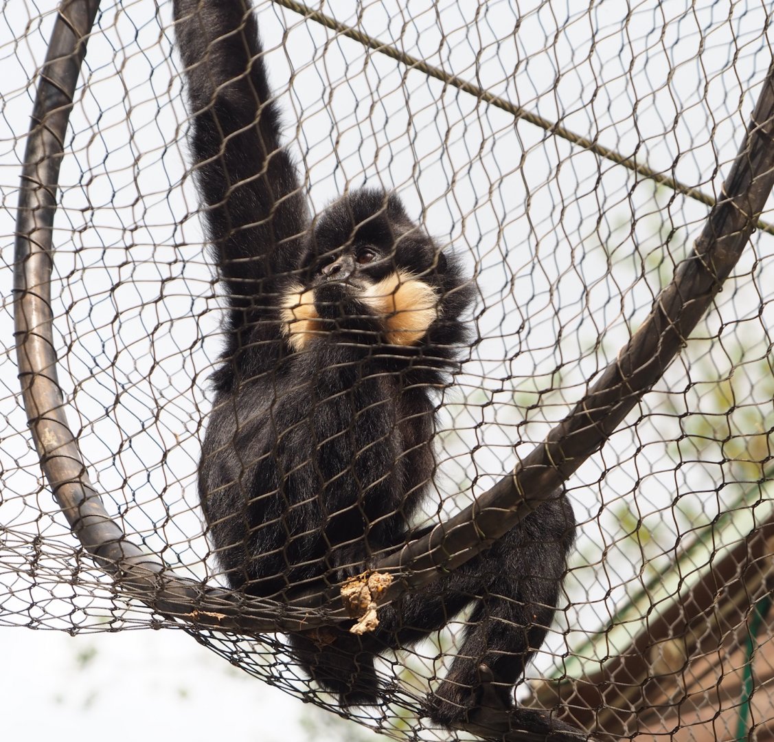 Southern Yellow-cheeked crested gibbon (Nomascus gabriellae), 2023-05-15