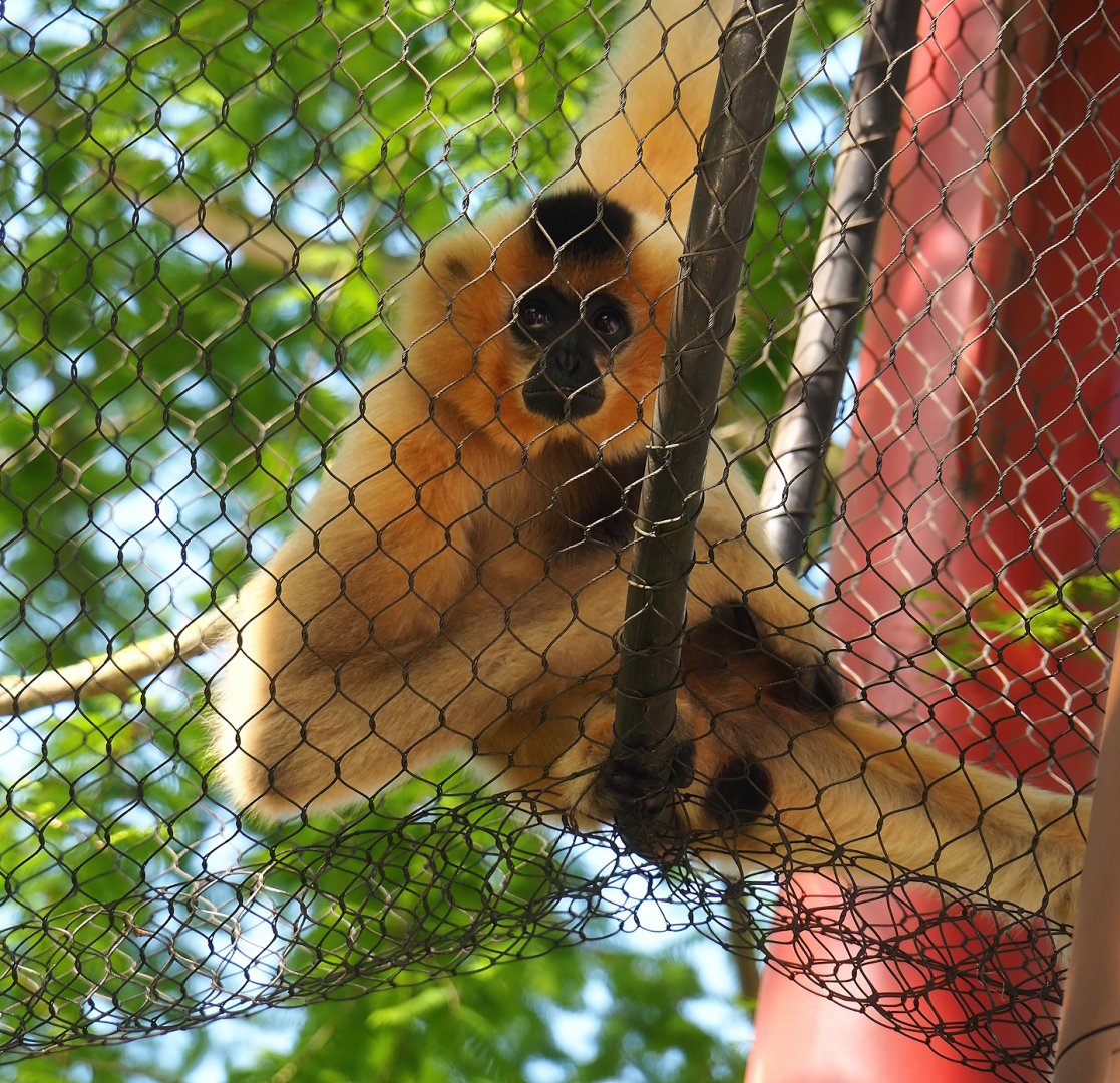 Southern Yellow-cheeked crested gibbon (Nomascus gabriellae), 2023-05-16