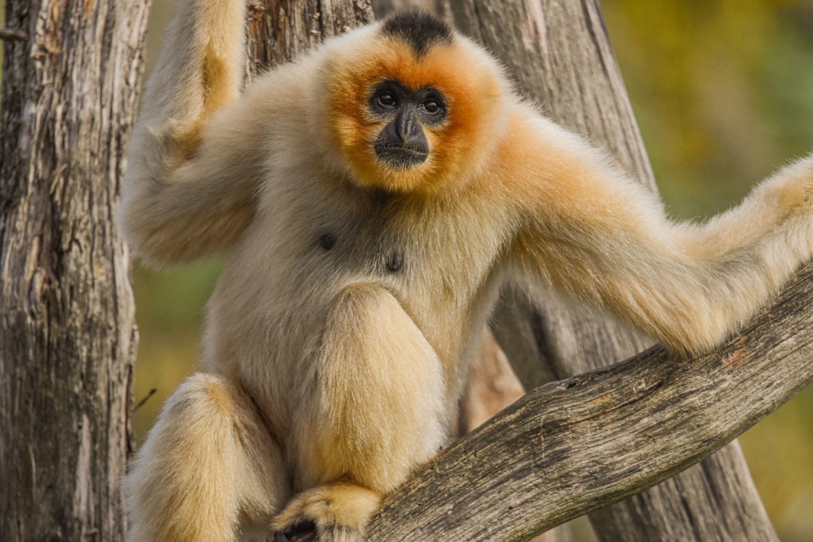 Southern Yellow-cheeked crested gibbon