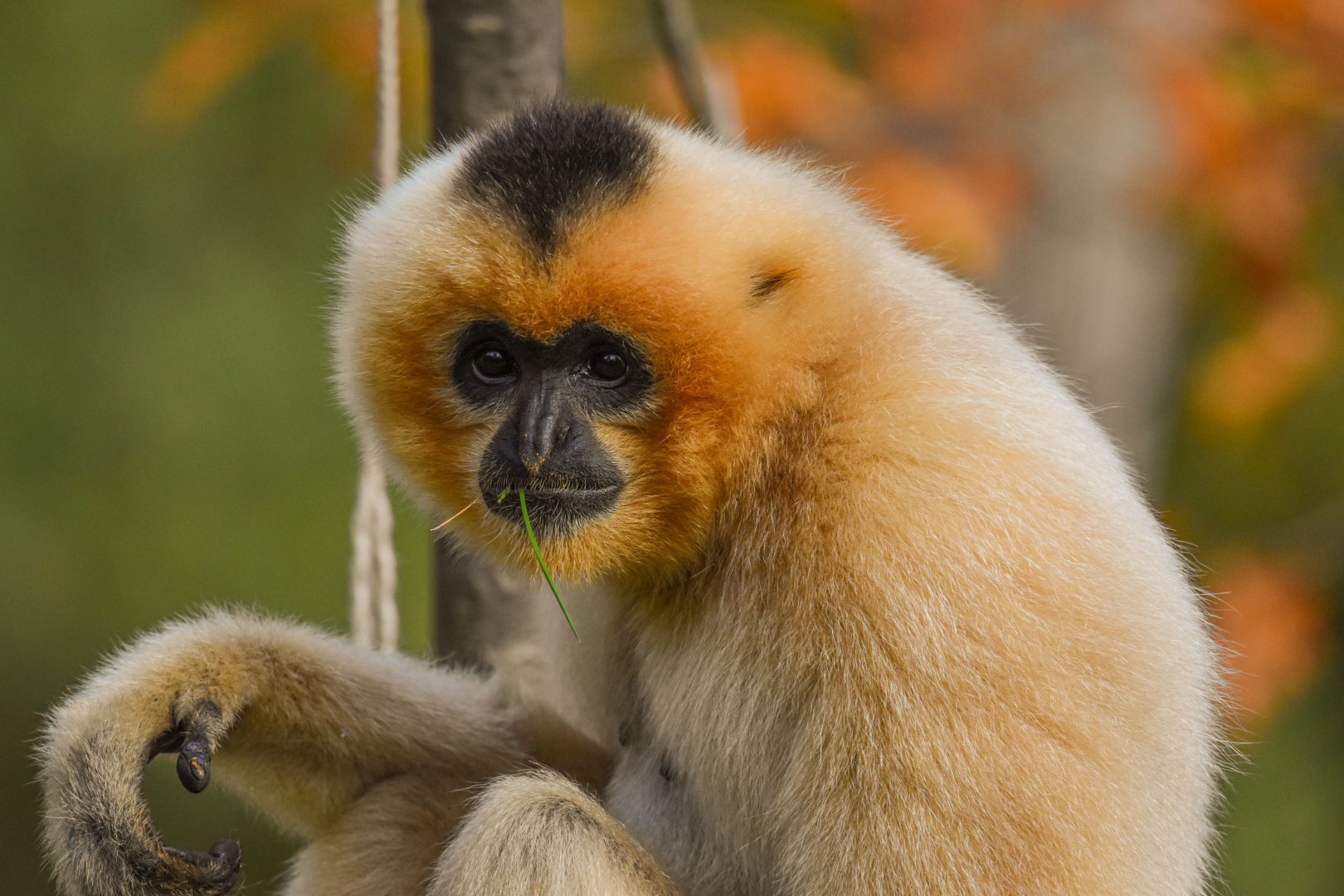 Southern Yellow-cheeked crested gibbon