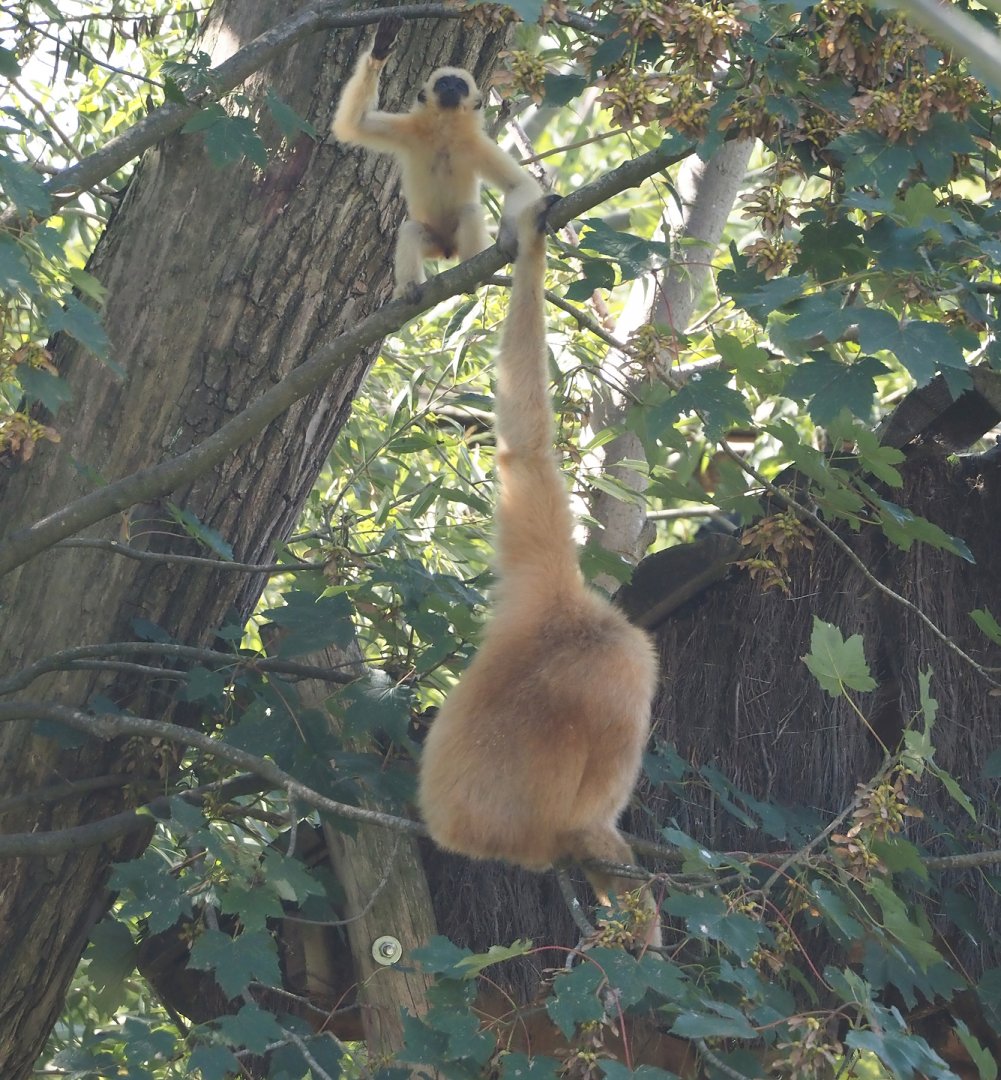 Southern yellow-cheeked crested gibbons (Nomascus gabriellae), 2024-09-17
