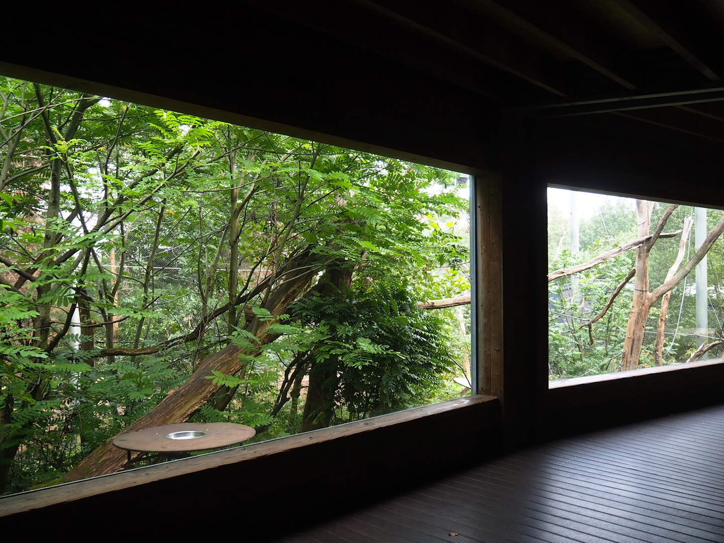 Southern yellow-cheeked gibbon exhibit, 2023-10-07