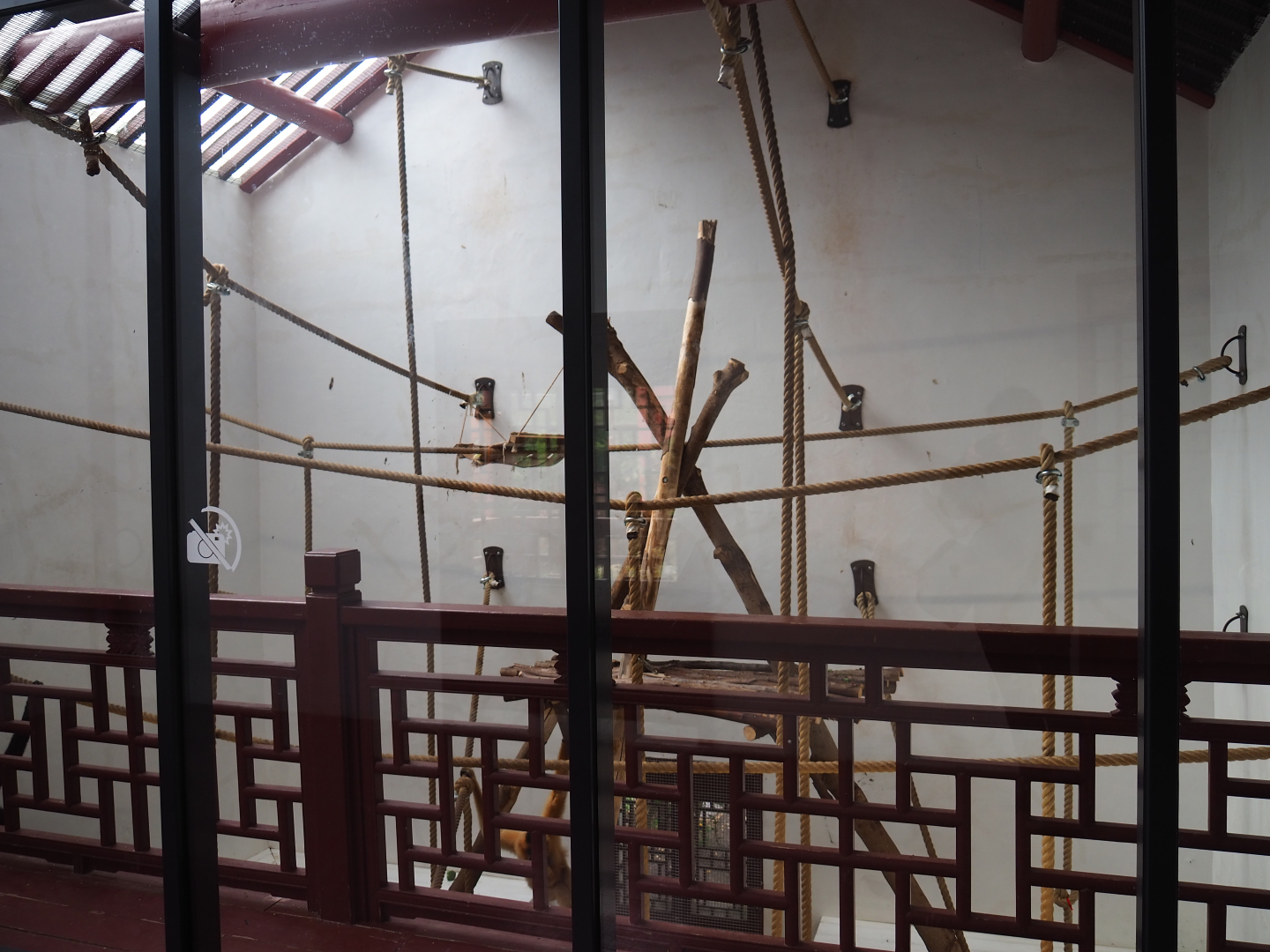 Southern yellow-cheeked gibbon indoor housing, 2019-10-05