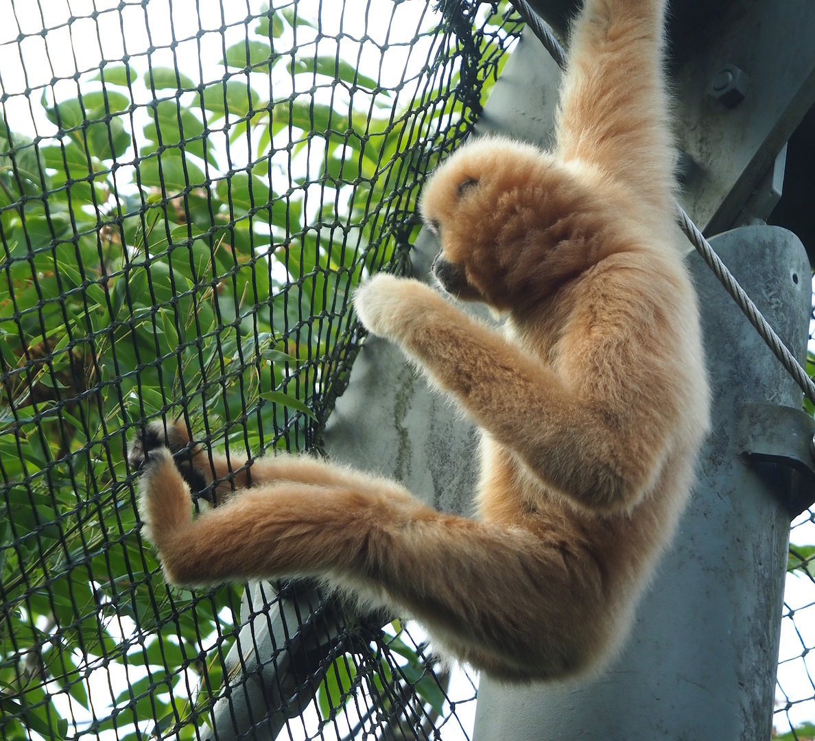 Southern Yellow-cheeked gibbon (Nomascus gabriellae), 2023-10-07