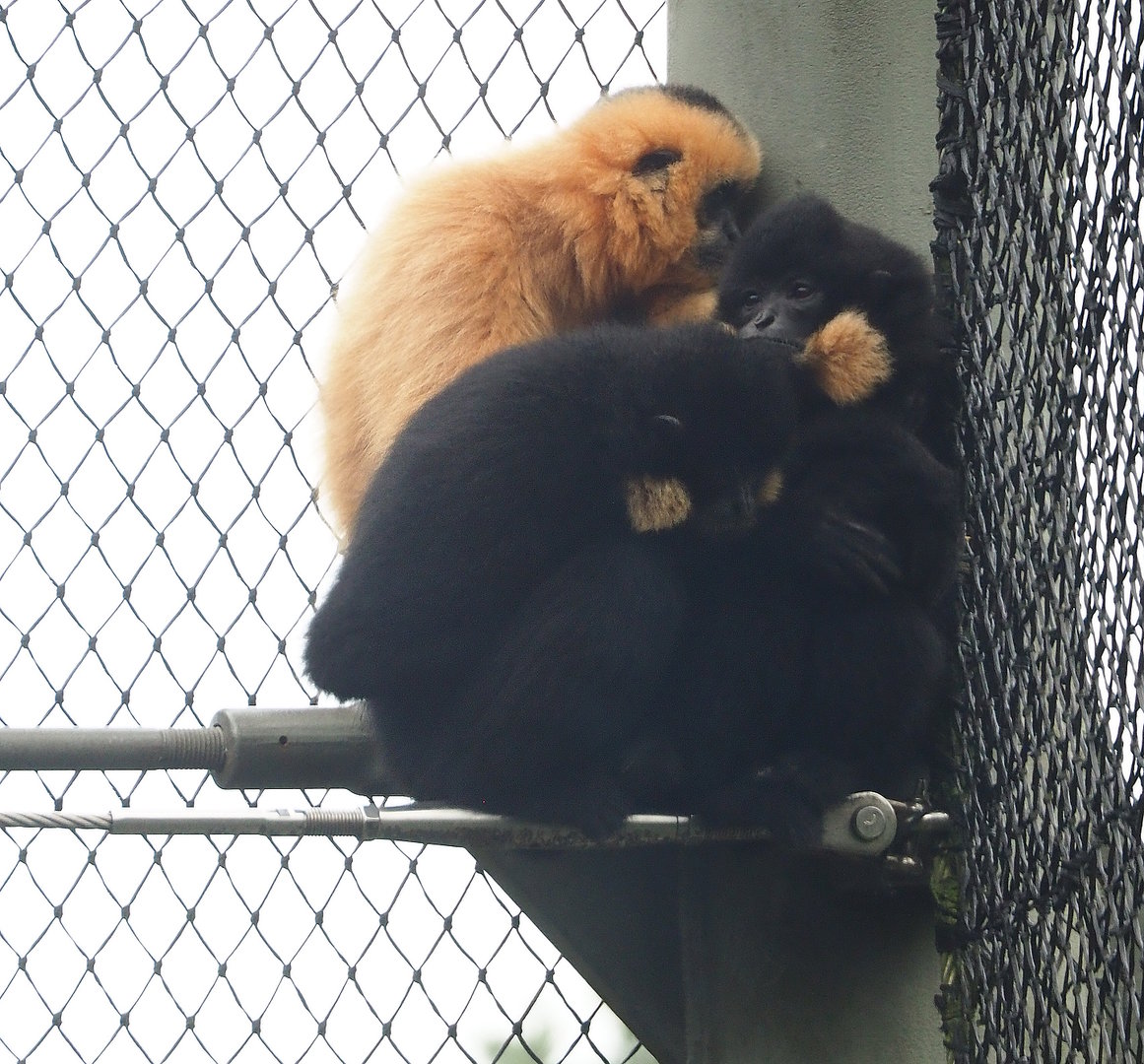 Southern Yellow-cheeked gibbons (Nomascus gabriellae), 2023-10-07