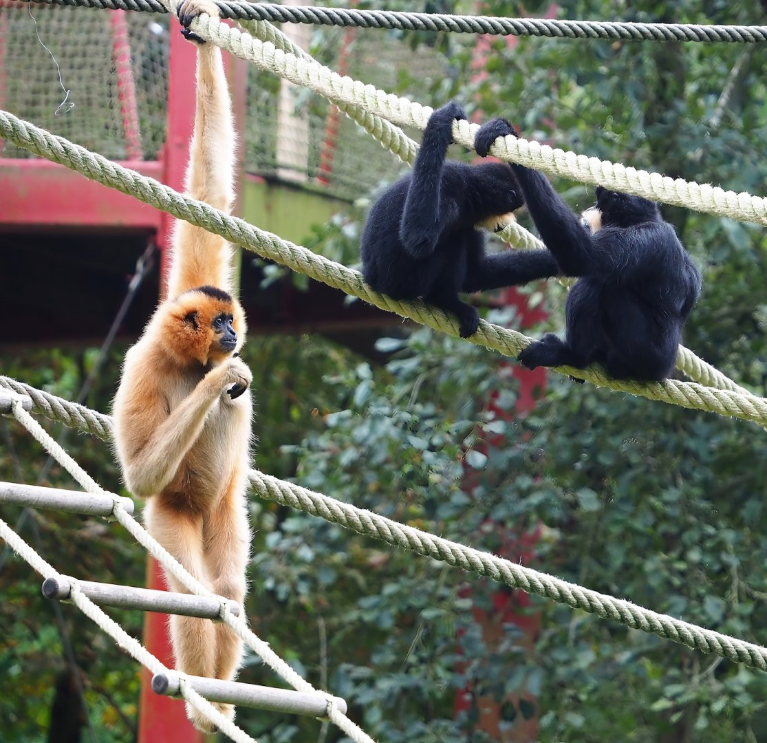 Southern yellow-cheeked gibbons (Nomascus gabriellae), 2023-10-13
