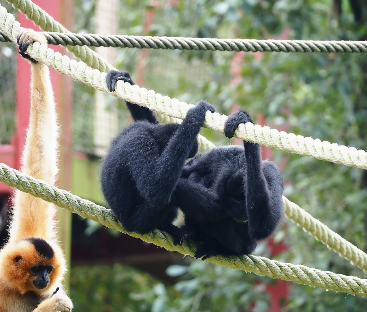 Southern yellow-cheeked gibbons (Nomascus gabriellae), 2023-10-13
