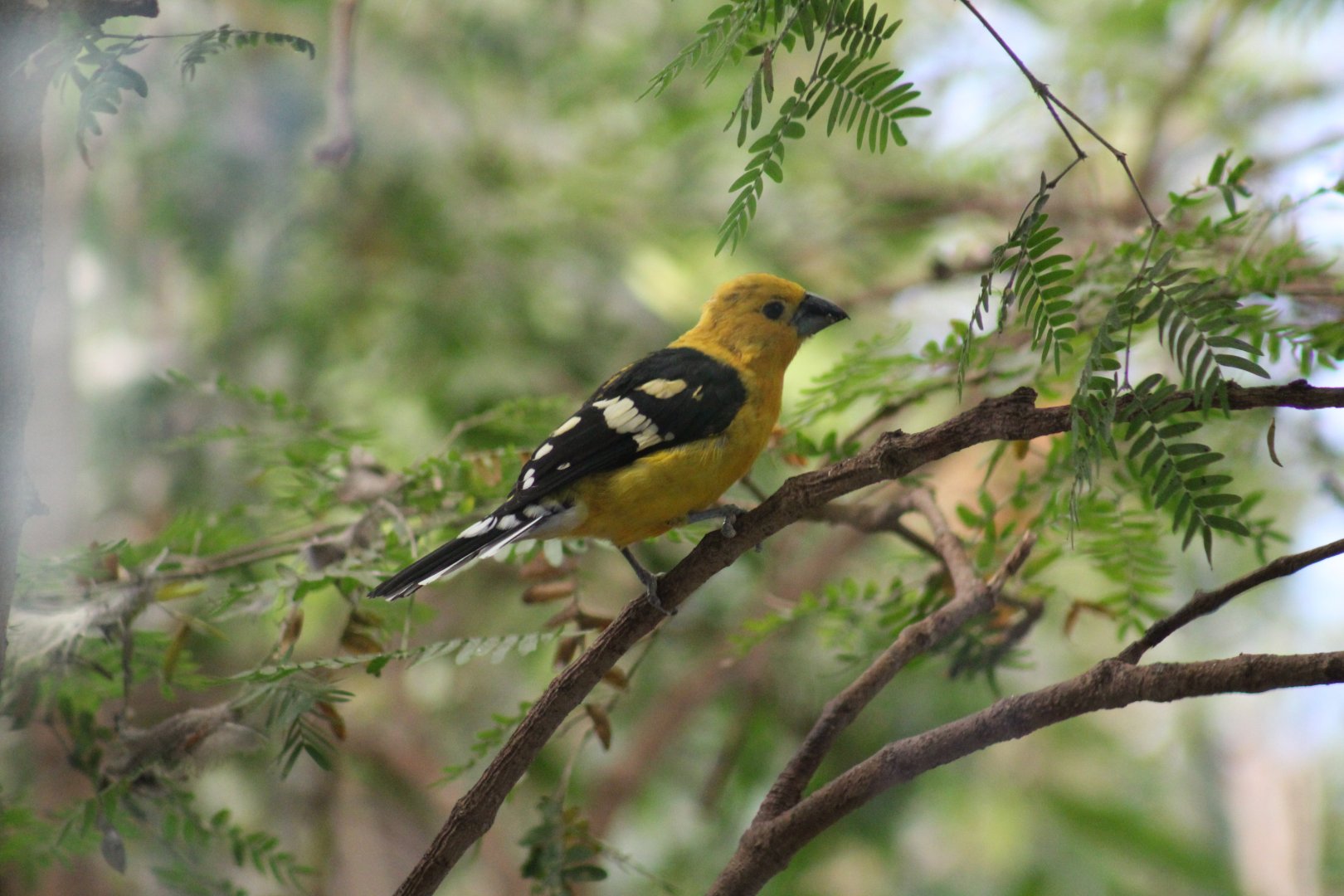Southern Yellow Grosbeak