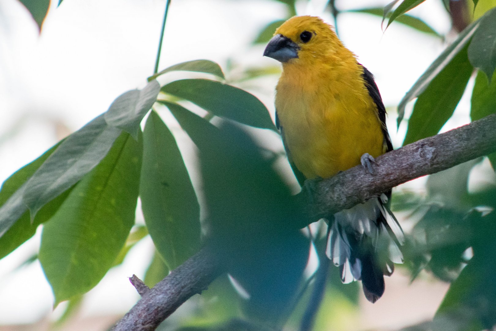 Southern yellow grosbeak