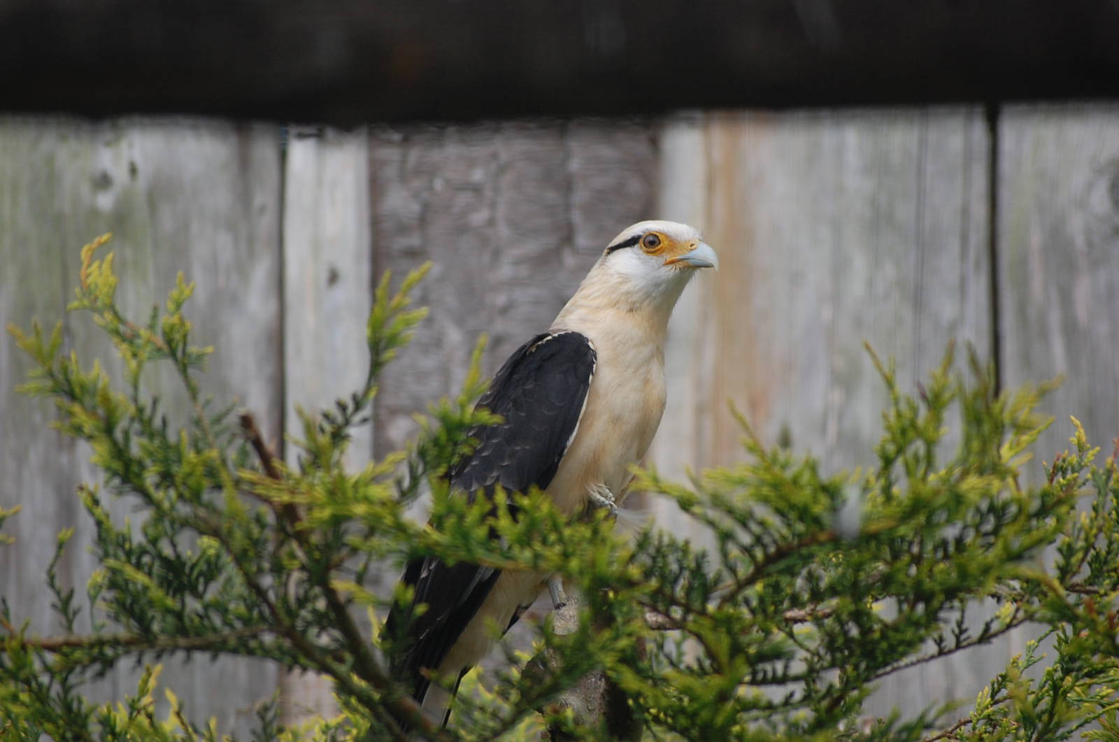 Southern yellow-headed caracara