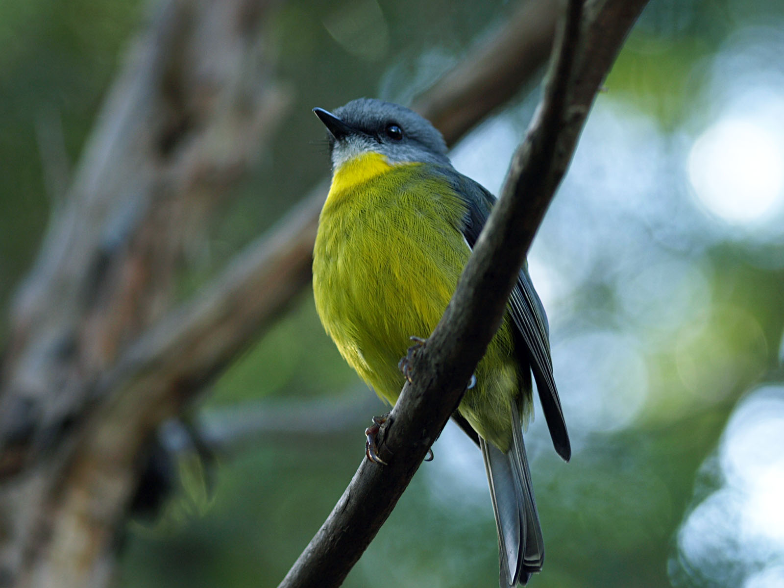 Southern Yellow robin (wild)