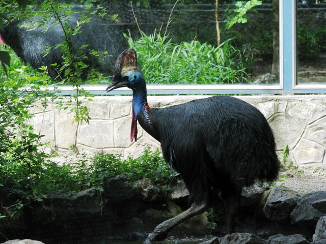 Southern_Cassowary