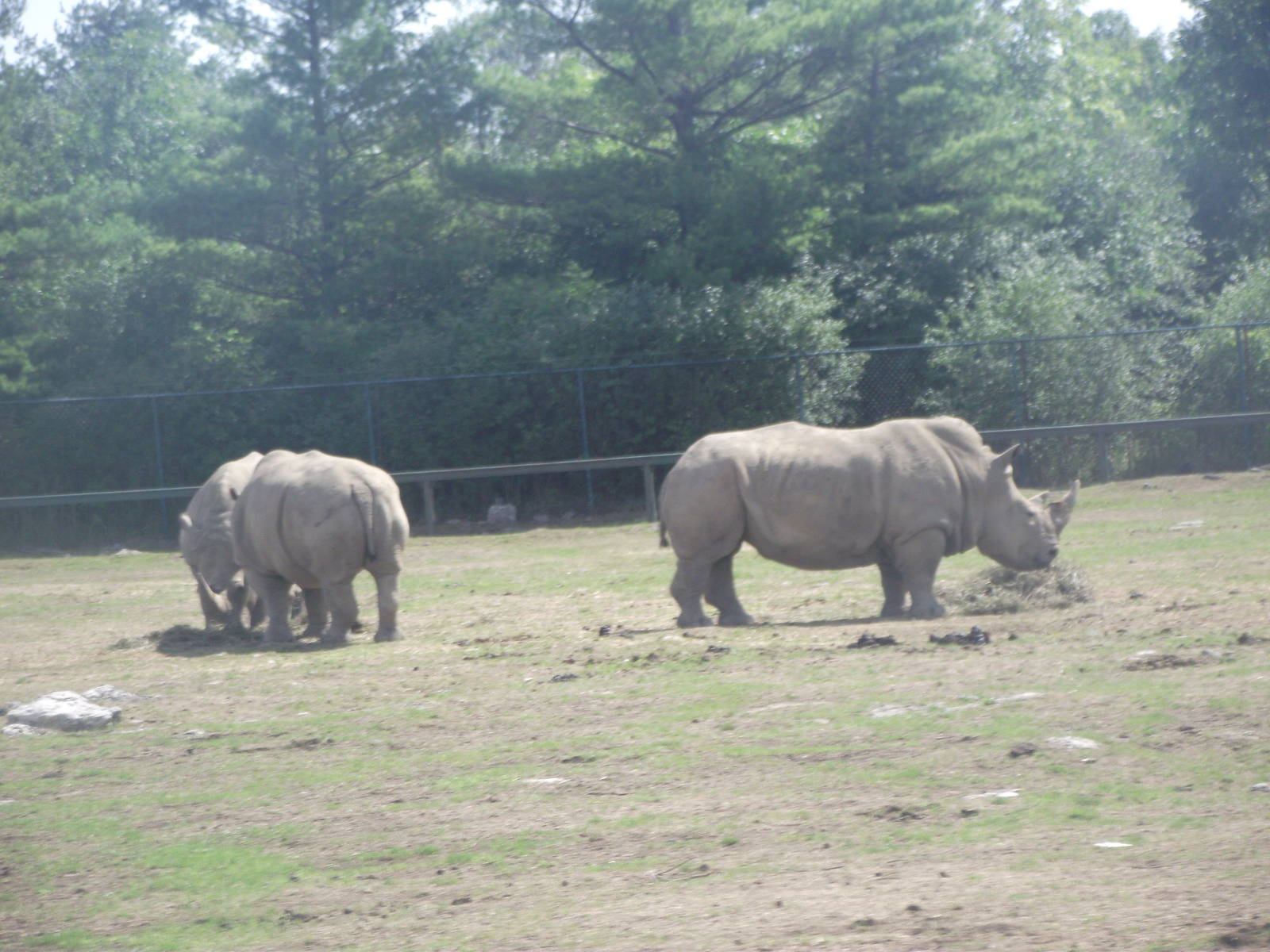 Southern_White_Rhinoceros1