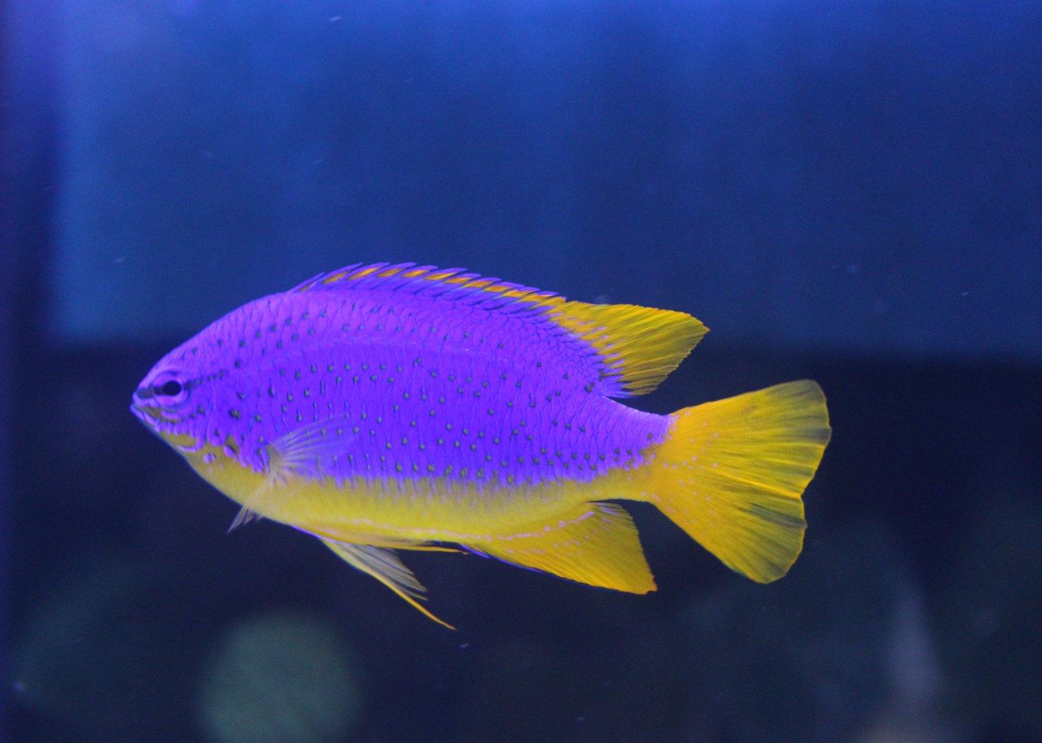 Southsea devil - Chrysiptera taupou