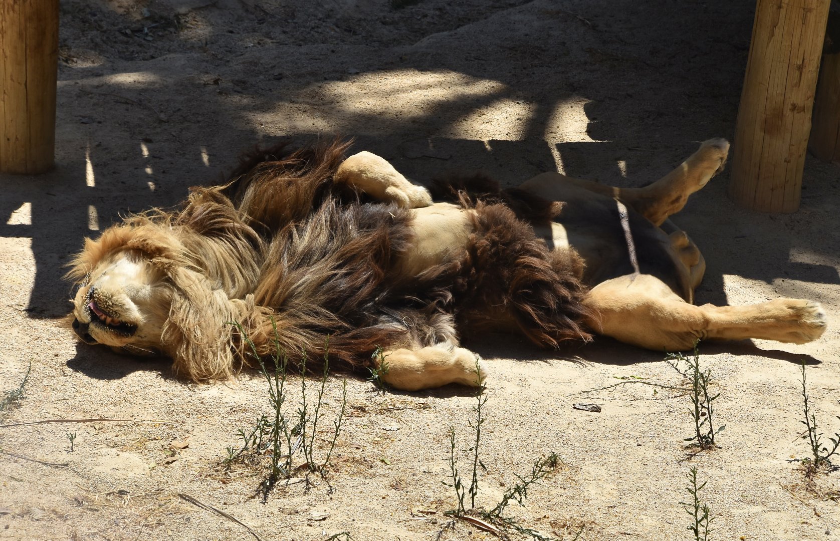 Southwest African Lion (Panthera leo bleyenberghi) male napping