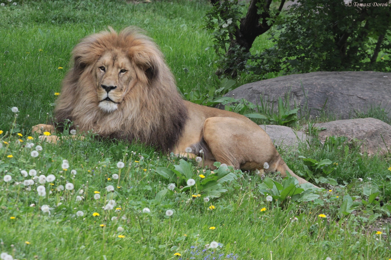 Southwest African Lion (Panthera leo bleyenberghi)