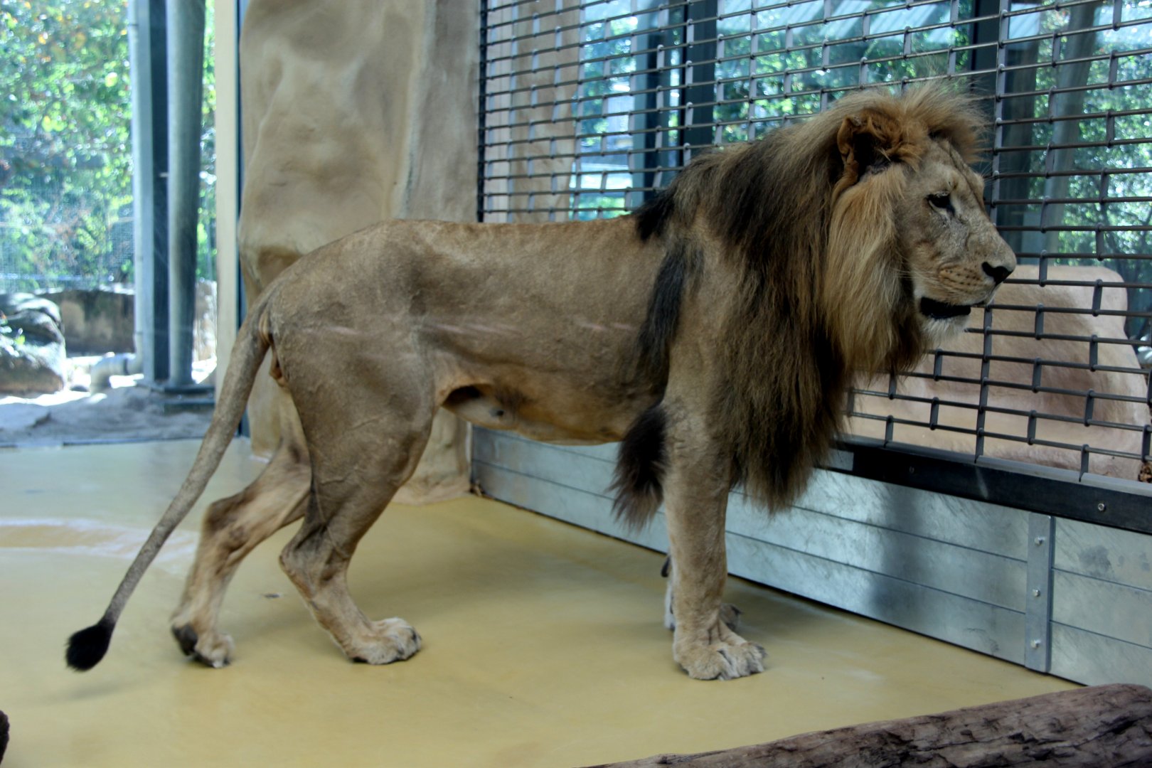 Southwest African lion (Panthera leo bleyenberghi)