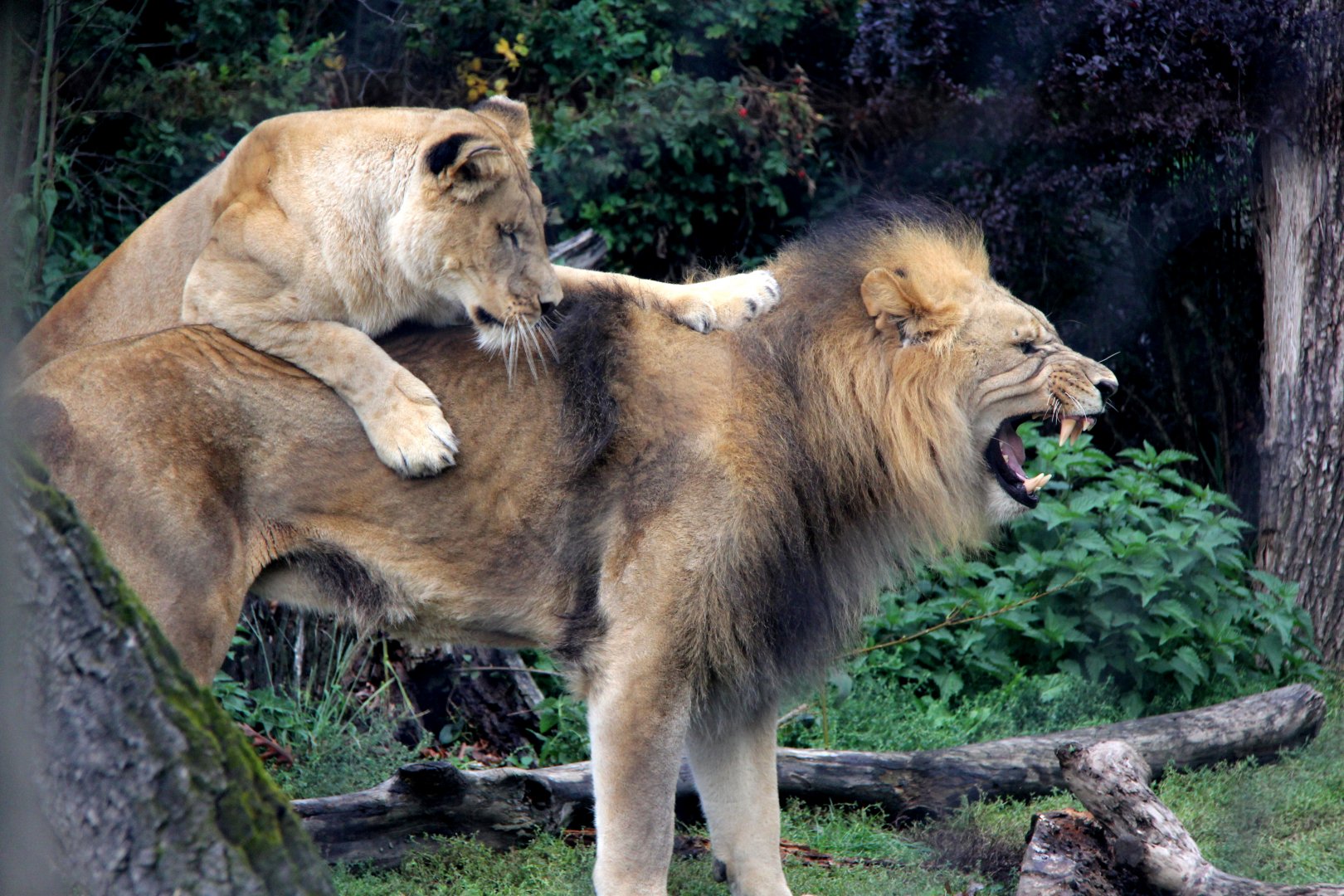 Southwest African lion (Panthera leo bleyenberghi)