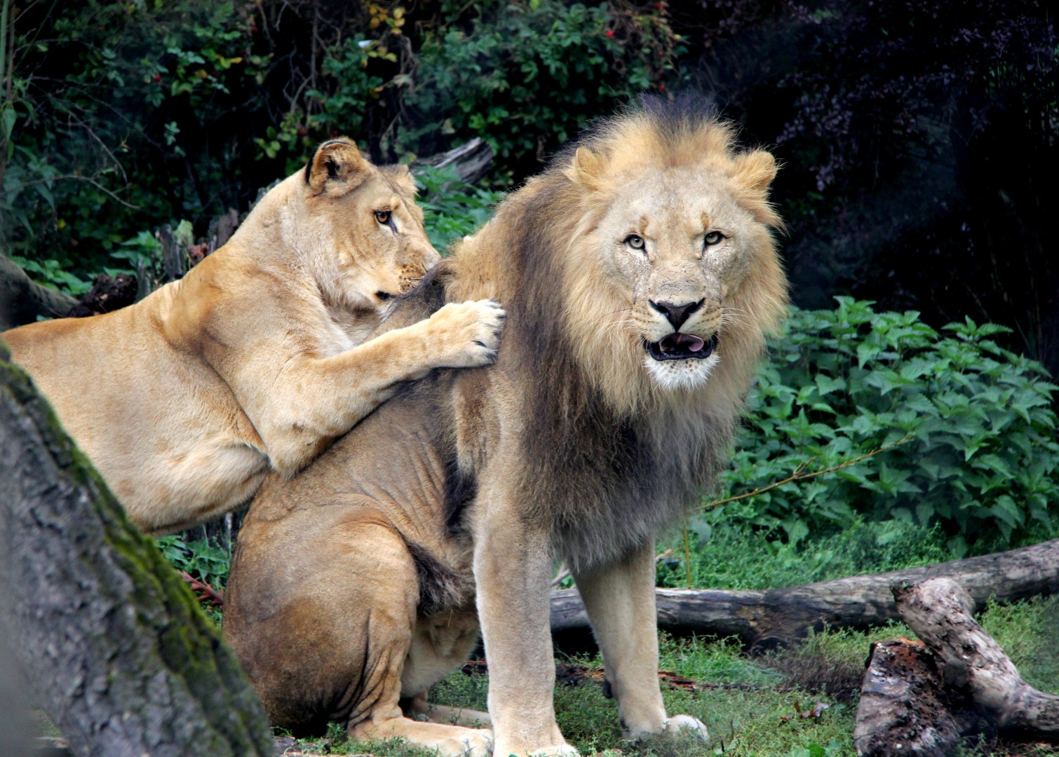 Southwest African lion (Panthera leo bleyenberghi)