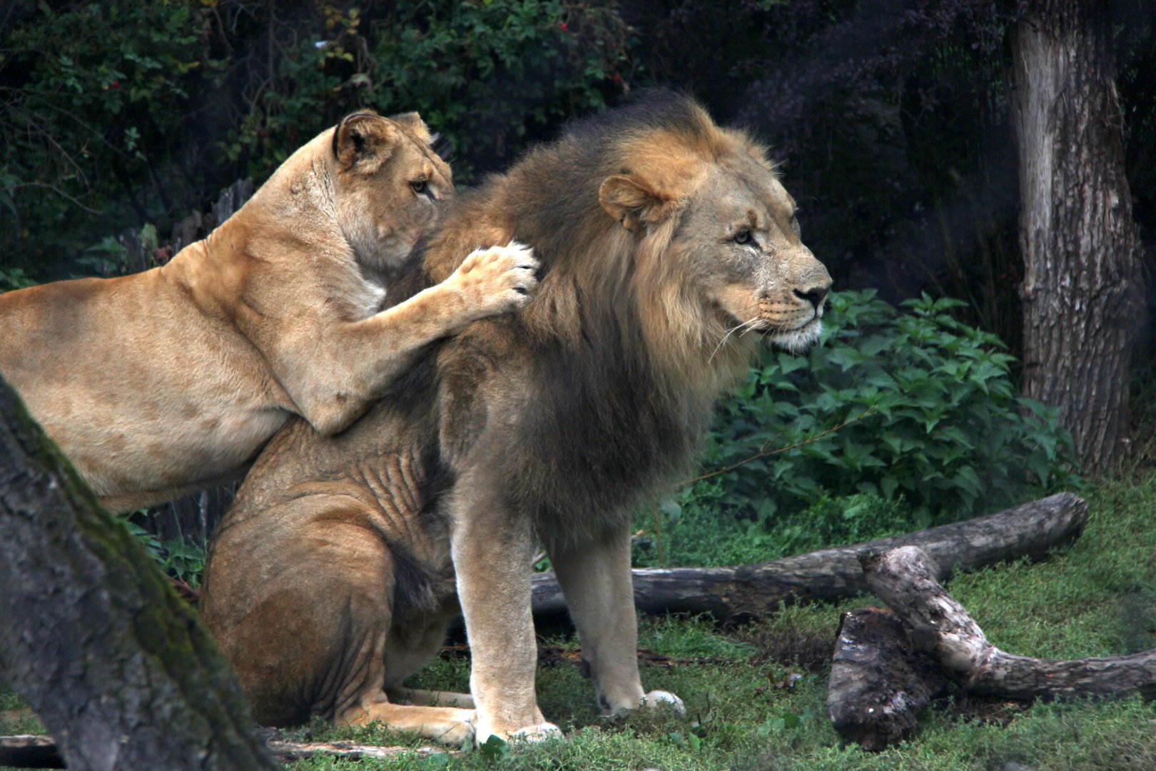 Southwest African lion (Panthera leo bleyenberghi)