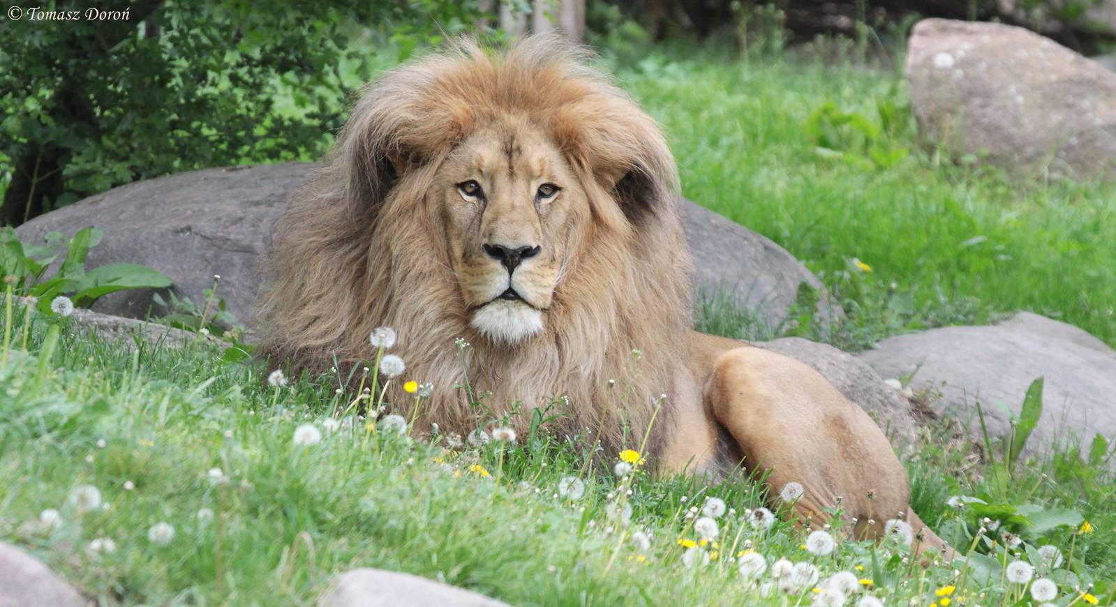 Southwest African Lion (Panthera leo bleyenberghii)