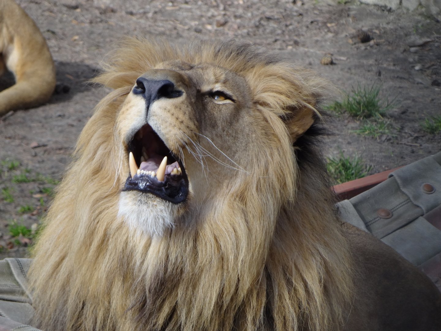 Southwest African Lion