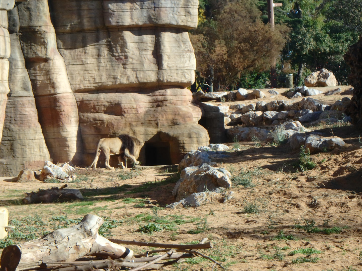 Southwest African lion