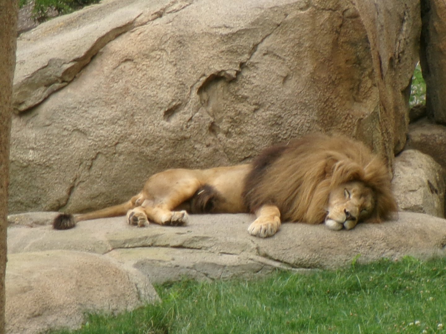 Southwest African lion