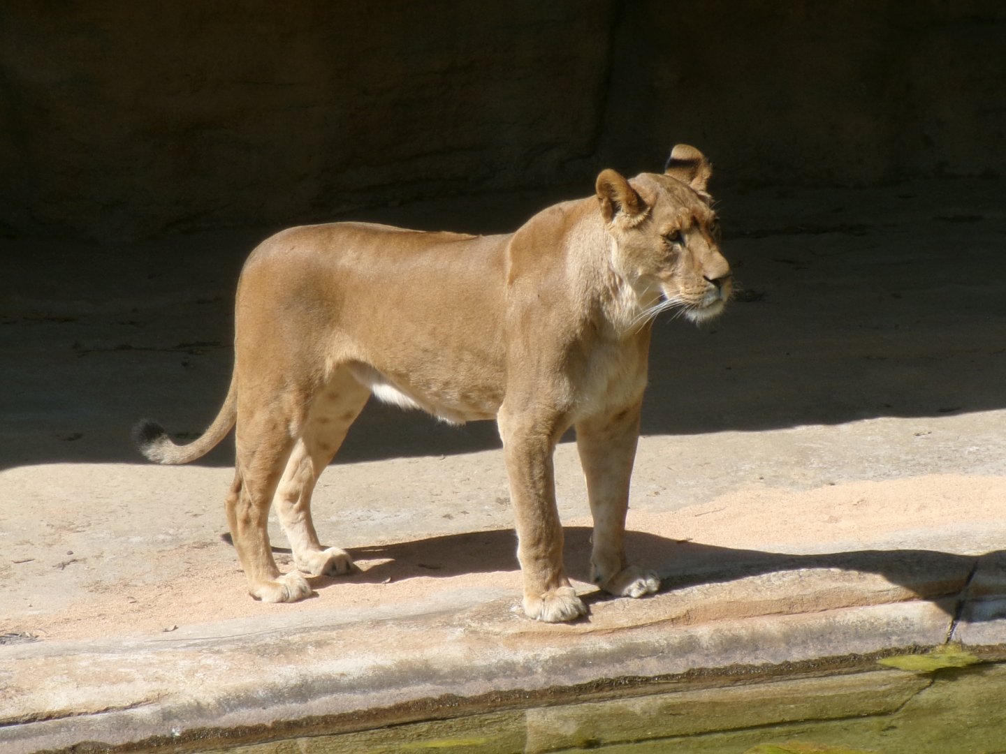 Southwest African lioness