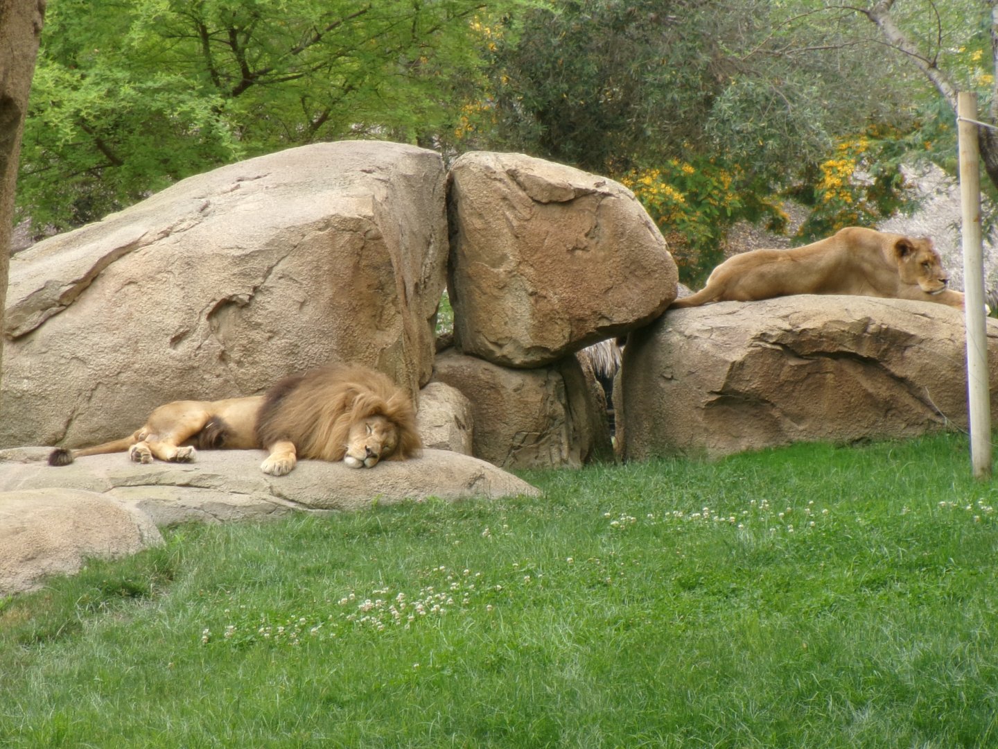 Southwest African lions