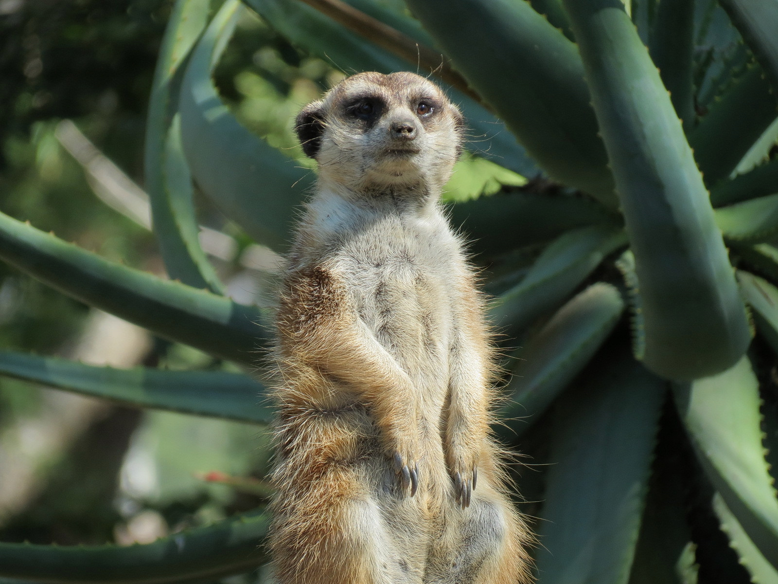 Southwest African Meerkat