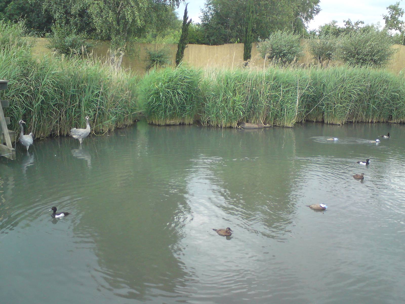 Southwest Asian Reedswamp