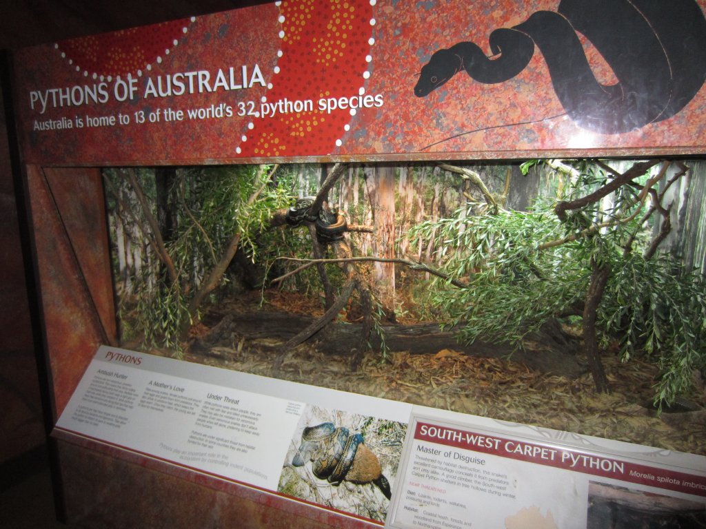 Southwest Carpet Python exhibit