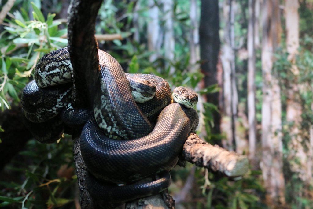 Southwest Carpet Python