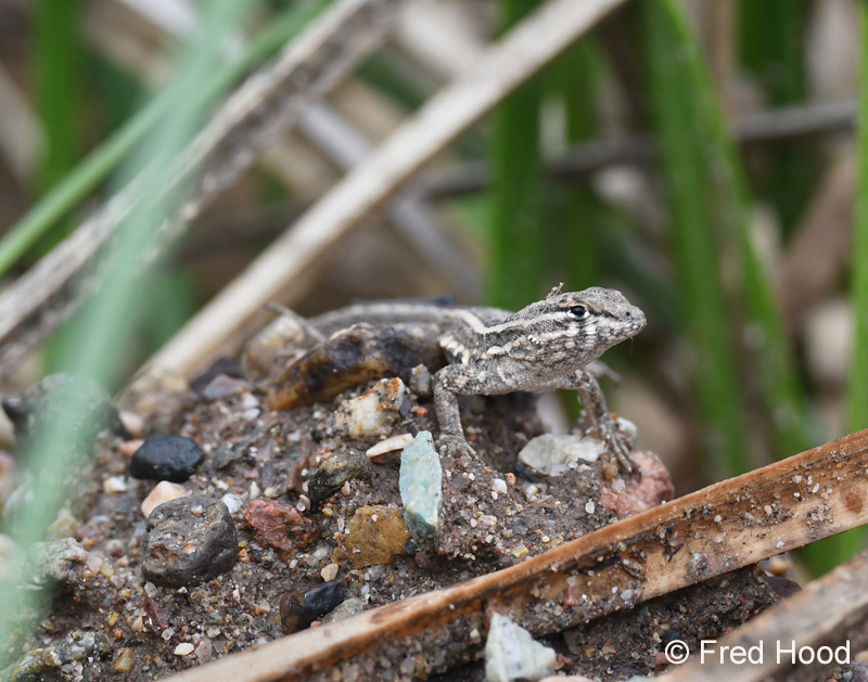 southwest fence lizard