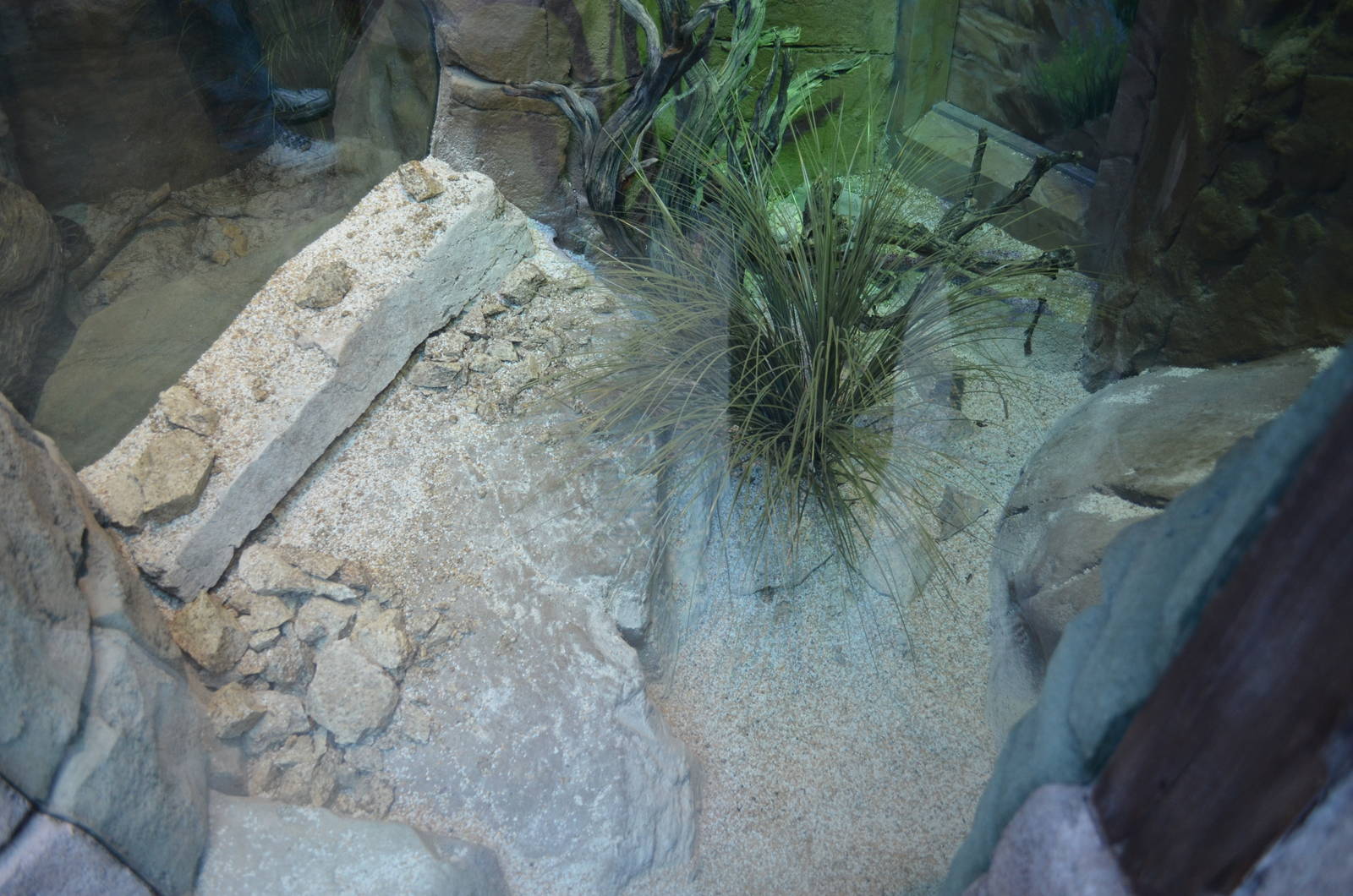 SOUTHWEST SPECKLED RATTLESNAKE EXHIBIT