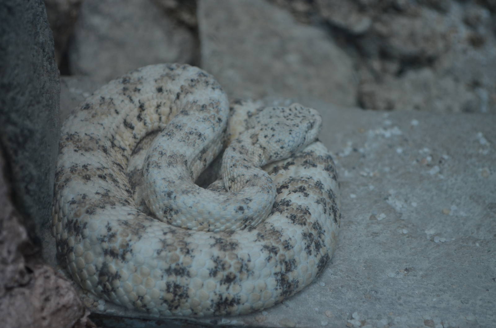 Southwest Speckled Rattlesnake