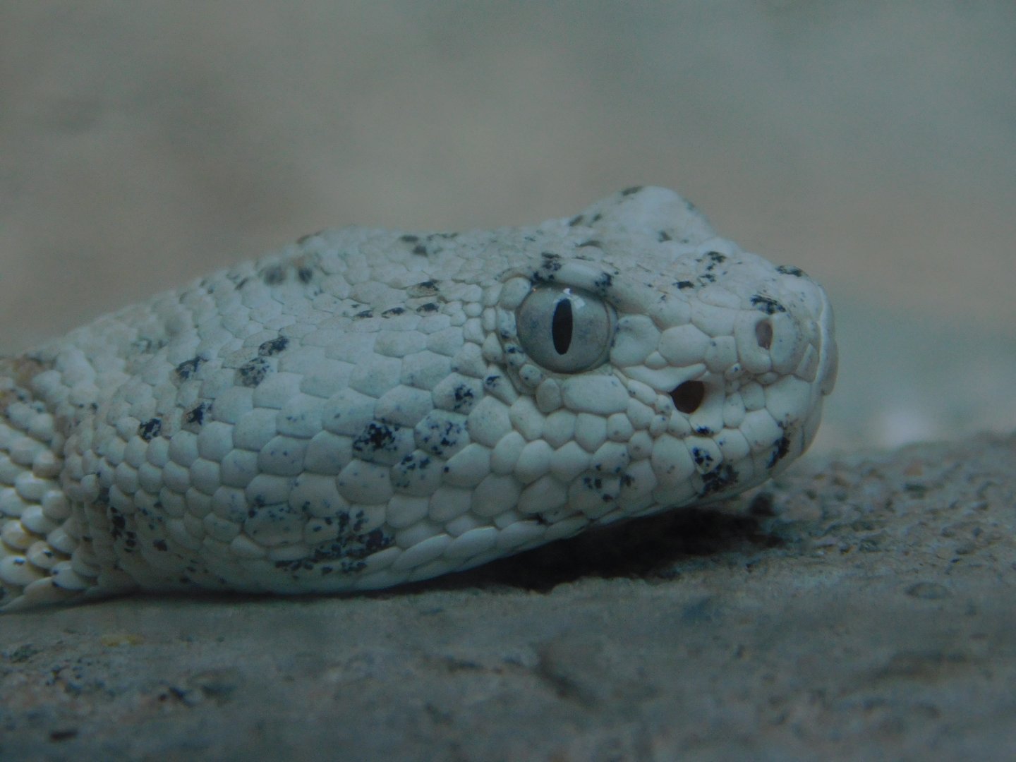 Southwest Speckled Rattlesnake
