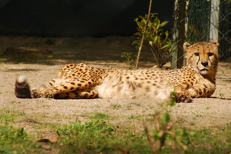 Southwestafrican cheetah