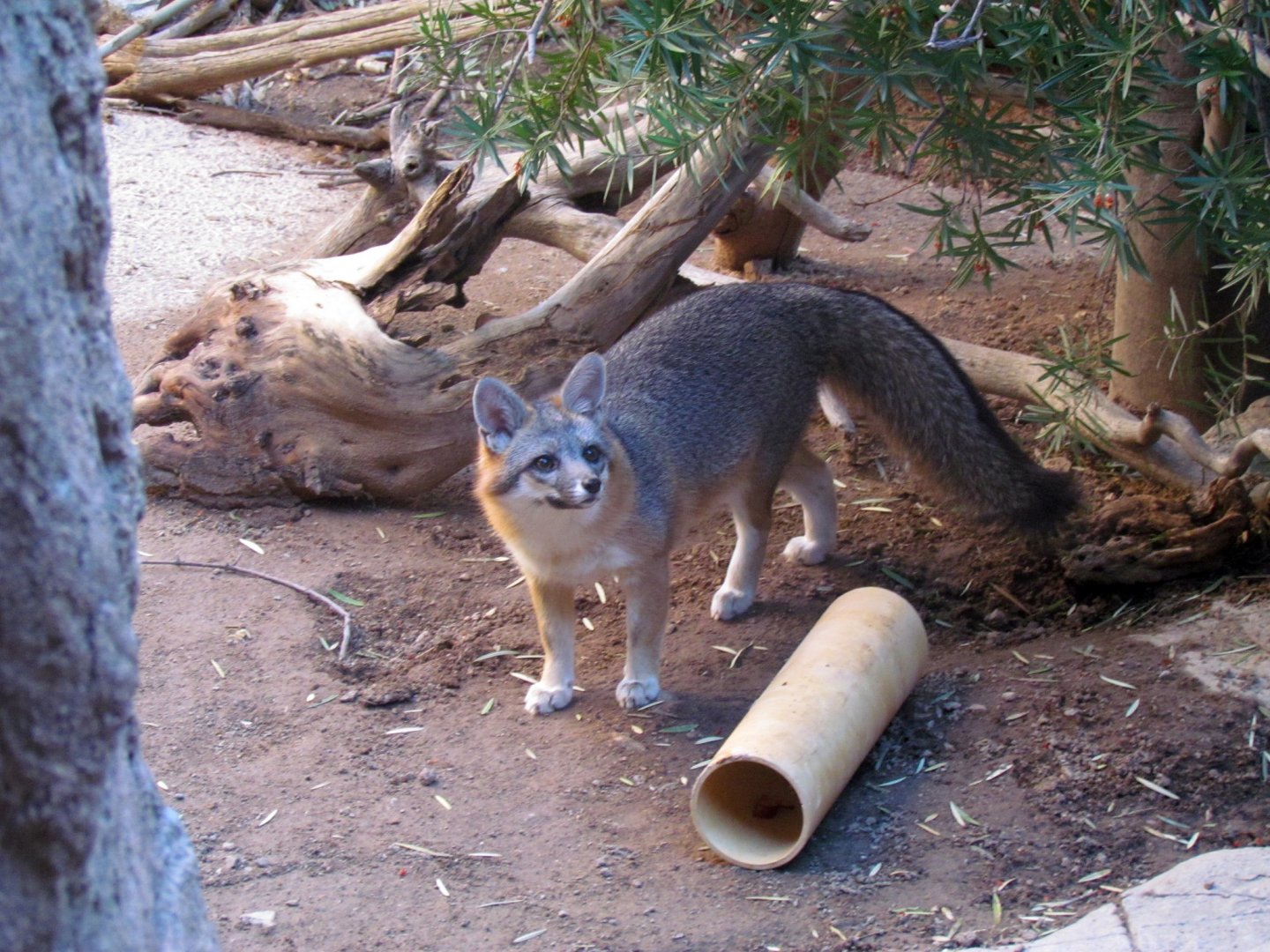 Southwestern Gray Fox