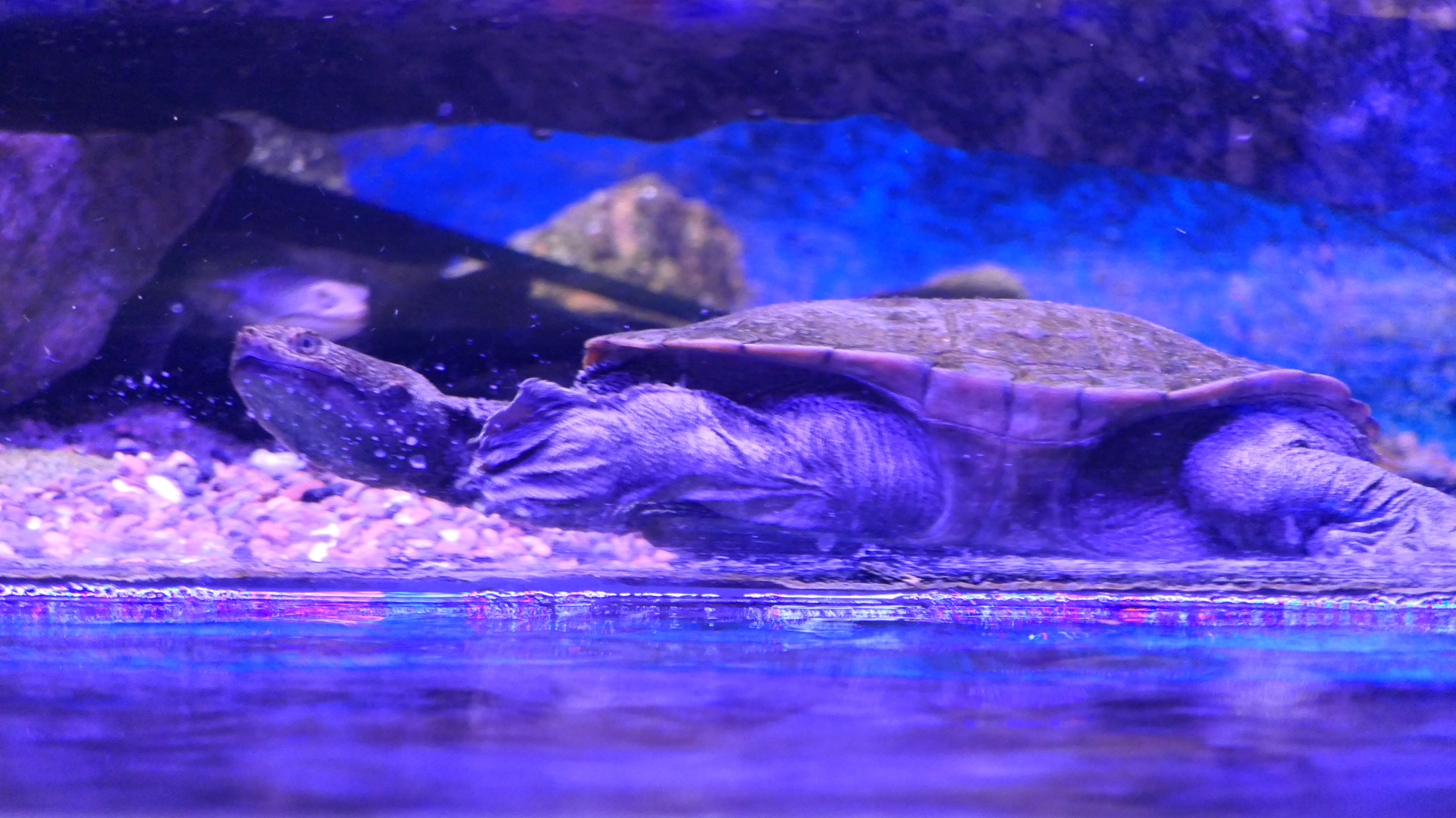 Southwestern Long-necked Turtle (Chelodina collei) - Dolphin Discovery Centre, Bunbury